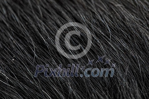 Black dog's fur macro close-up view