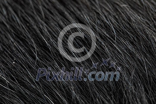 Black dog's fur macro close-up view Black dog's fur macro close-up view