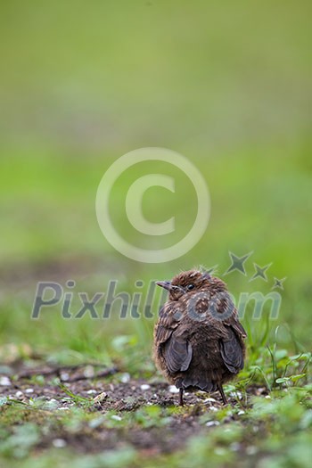 Closeup of a baby Common Blackbird (Turdus merula)