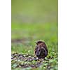 Closeup of a baby Common Blackbird (Turdus merula)