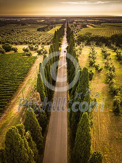 Cypress alley with rural country road, Tuscany, Italy Cypress alley with rural country road, Tuscany, Italy