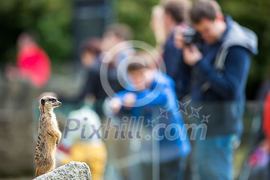 Meerkat Suricate sitting on rock in the zoo Meerkat Suricate sitting on rock in the zoo