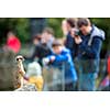 Meerkat Suricate sitting on rock in the zoo