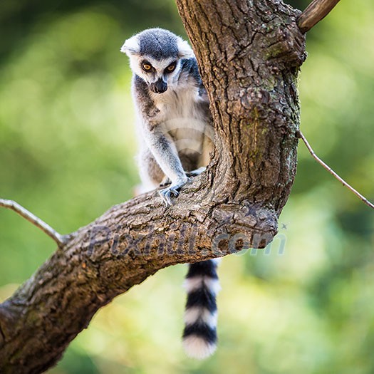 Lemur kata (Lemur catta) Lemur kata (Lemur catta)
