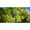 Large bunches of red wine grapes hang from an old vine in warm afternoon light