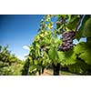 Large bunches of red wine grapes hang from an old vine in warm afternoon light