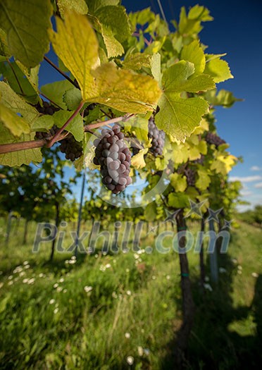 Large bunches of red wine grapes hang from an old vine in warm afternoon light