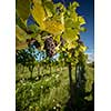 Large bunches of red wine grapes hang from an old vine in warm afternoon light