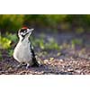 Young Great Spotted Woodpecker on the ground right after leaving the nest, looking around, pondering the question of flying