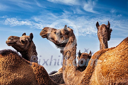 Camels at Pushkar Mela (Pushkar Camel Fair) against blue sky. Pushkar, Rajasthan, India
