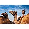 Camels at Pushkar Mela (Pushkar Camel Fair) against blue sky. Pushkar, Rajasthan, India