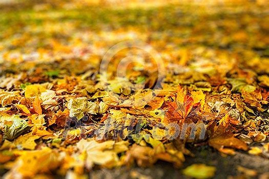 Autumn background - yellow and red fallen tree leaves foliage cover on the ground in fall close up shallow depth of field