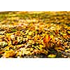 Autumn background - yellow and red fallen tree leaves foliage cover on the ground in fall close up shallow depth of field