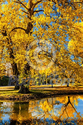 Autumn colors - fall in park with yellow leaves foliage trees reflecting in river water Autumn colors - fall in park with yellow leaves foliage trees reflecting in river water