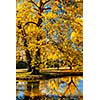 Autumn  colors - fall in park with yellow leaves foliage trees reflecting in river water