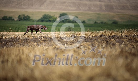 Hunting dog - Outdoor sports. Hunter's dog in the woods Hunting dog - Outdoor sports. Hunter's dog in the woods