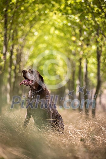 Hunting dog - Outdoor sports. Hunter's dog in the woods Hunting dog - Outdoor sports. Hunter's dog in the woods