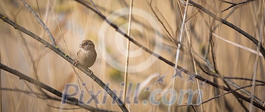 House Sparrow (Passer domesticus) House Sparrow (Passer domesticus)