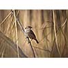 House Sparrow (Passer domesticus)