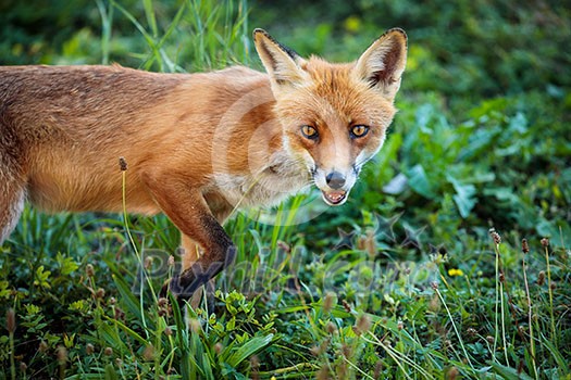 Red fox in its natural habitat - wildlife shot Red fox in its natural habitat - wildlife shot