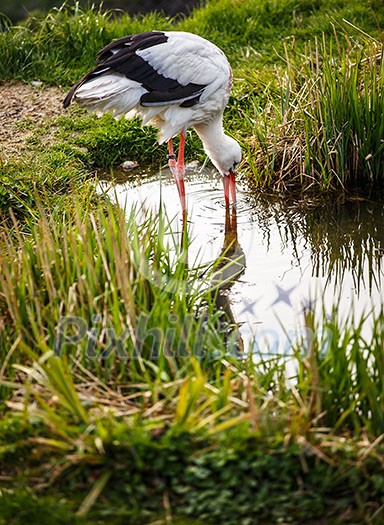 White stork hunting