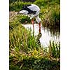 White stork hunting