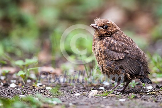 Closeup of a baby Common Blackbird (Turdus merula)