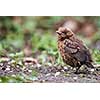 Closeup of a baby Common Blackbird (Turdus merula)