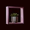 In a white round flowerpot a plant of echeveria in a pink wooden frame around a dark background