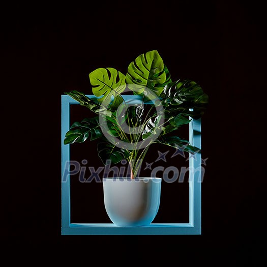 Monstera green plant in a white pot stands on a wooden green shelf frame isolated on black