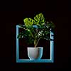 Monstera green plant in a white pot stands on a wooden green shelf frame isolated on black
