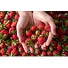 The woman's hands hold a juicy ripe organic strawberry with green stems. Flat lay