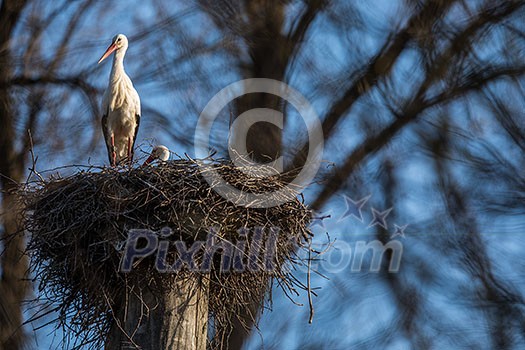 Elegant white stork (Ciconia ciconia) during the nesting season, busy taking care of his little ones Elegant white stork (Ciconia ciconia) during the nesting season, busy taking care of his little ones