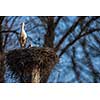 Elegant white stork (Ciconia ciconia) during the nesting season, busy taking care of his little ones