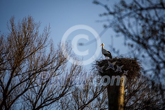 Elegant white stork (Ciconia ciconia) during the nesting season, busy taking care of his little ones Elegant white stork (Ciconia ciconia) during the nesting season, busy taking care of his little ones