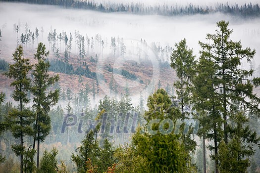 Forest in the mist as a background. Beautiful natural landscape in the summer time