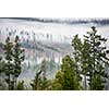 Forest in the mist as a background. Beautiful natural landscape in the summer time