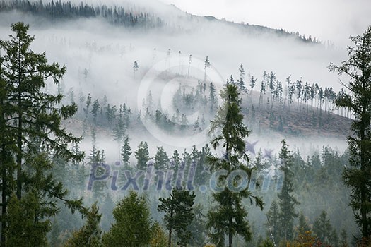 Forest in the mist as a background. Beautiful natural landscape in the summer time