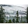 Forest in the mist as a background. Beautiful natural landscape in the summer time