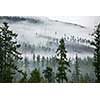 Forest in the mist as a background. Beautiful natural landscape in the summer time