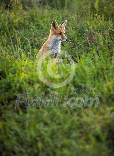 Red fox in its natural habitat - wildlife shot Red fox in its natural habitat - wildlife shot