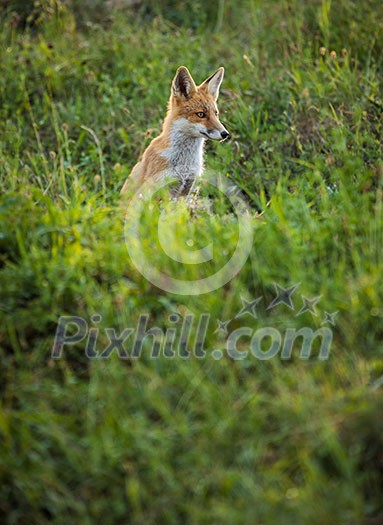 Red fox in its natural habitat - wildlife shot