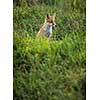 Red fox in its natural habitat - wildlife shot