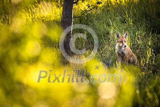 Red fox in its natural habitat - wildlife shot Red fox in its natural habitat - wildlife shot