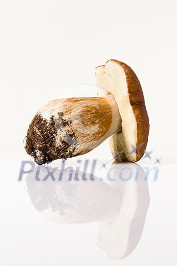 Autumn mushroom isolated on glossy white