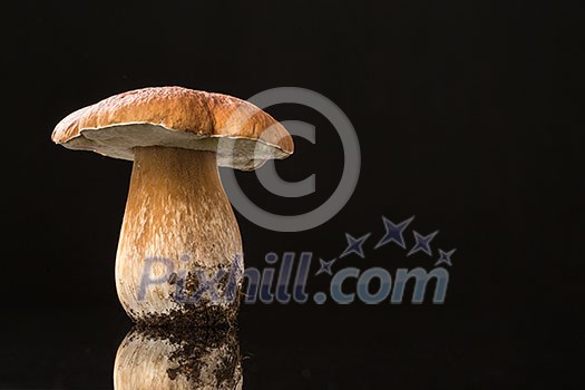 Autumn mushroom isolated on glossy black