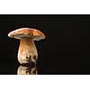 Autumn mushroom isolated on glossy black