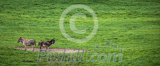 Two donkeys definitely not talking to each other Two donkeys definitely not talking to each other