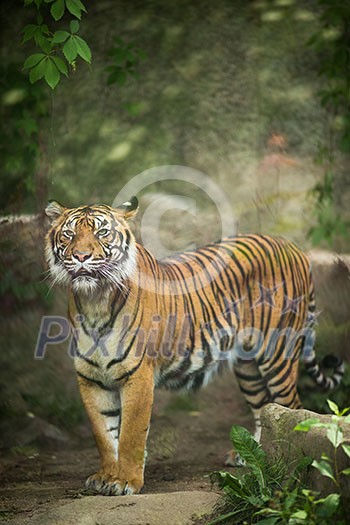 Closeup of a Siberian tiger also know as Amur tiger (Panthera tigris altaica), the largest living cat