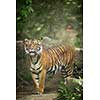 Closeup of a Siberian tiger also know as Amur tiger (Panthera tigris altaica), the largest living cat